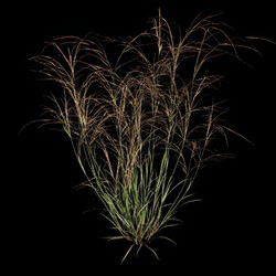 VizPark Real Grass Aristida purpurea v3 