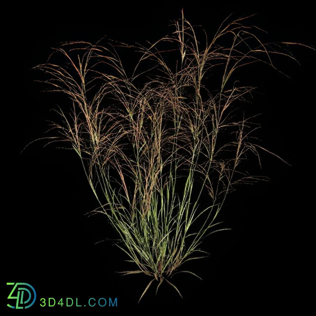 VizPark Real Grass Aristida purpurea v3