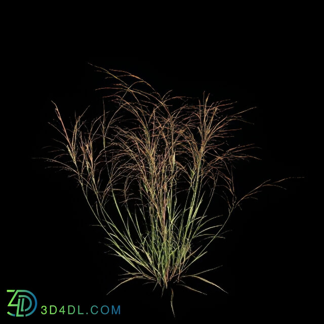 VizPark Real Grass Aristida purpurea v4