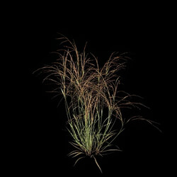 VizPark Real Grass Aristida purpurea v5 
