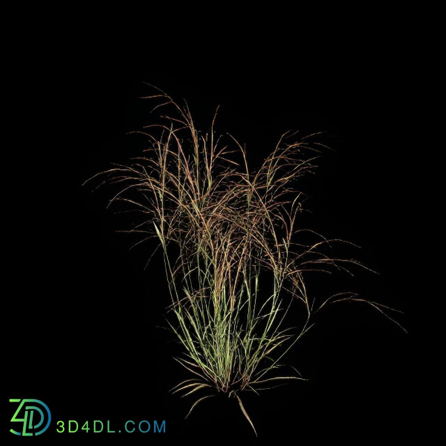 VizPark Real Grass Aristida purpurea v5
