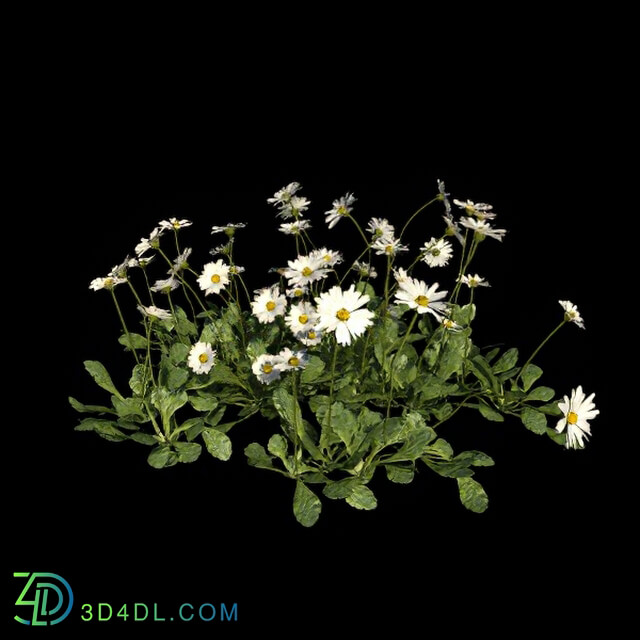 VizPark Real Grass Bellis Perennis v1 