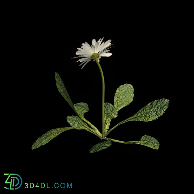 VizPark Real Grass Bellis Perennis v8