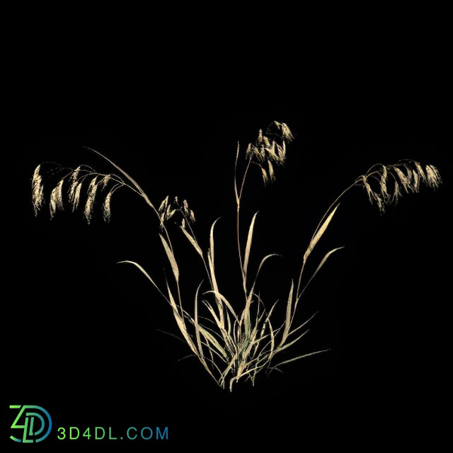 VizPark Real Grass Bromus tectorum v1