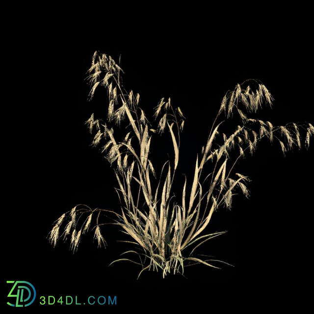 VizPark Real Grass Bromus tectorum v2