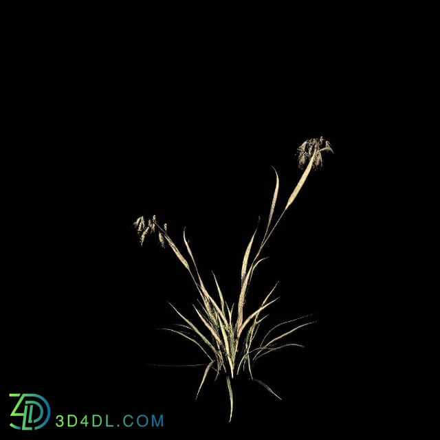 VizPark Real Grass Bromus tectorum v3