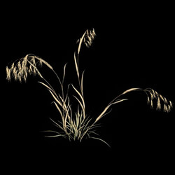 VizPark Real Grass Bromus tectorum v4 
