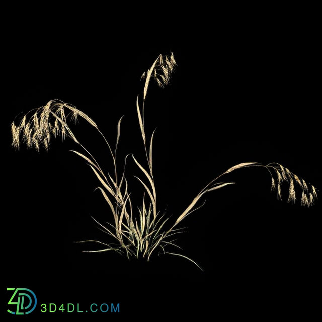 VizPark Real Grass Bromus tectorum v4