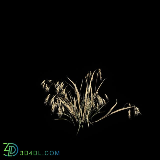 VizPark Real Grass Bromus tectorum v5