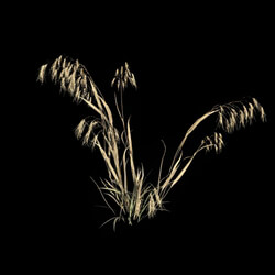 VizPark Real Grass Bromus tectorum v6 