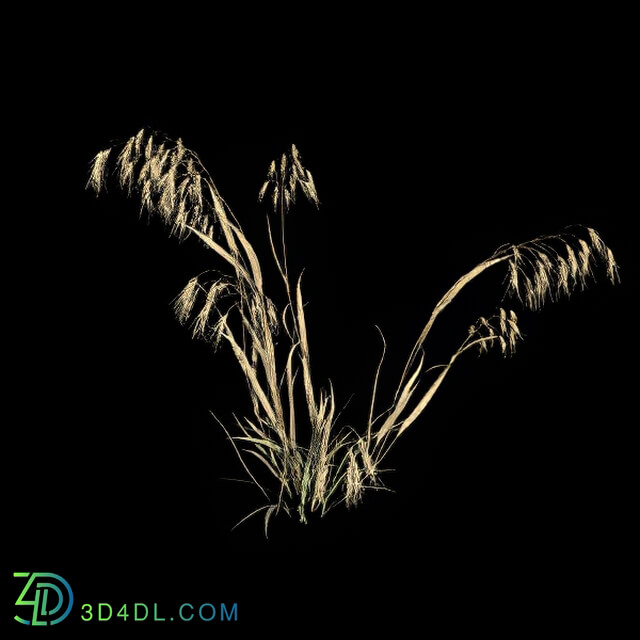 VizPark Real Grass Bromus tectorum v6