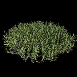 VizPark Real Grass Cynodon dactylon v1 