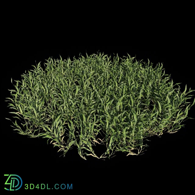 VizPark Real Grass Cynodon dactylon v1
