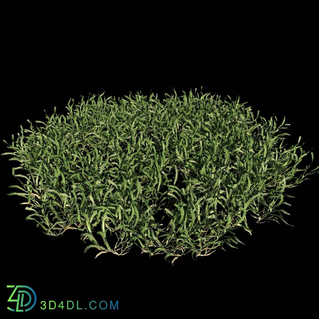 VizPark Real Grass Cynodon dactylon v2
