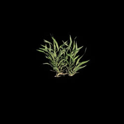 VizPark Real Grass Cynodon dactylon v7 