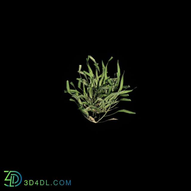 VizPark Real Grass Cynodon dactylon v8