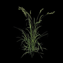 VizPark Real Grass Dactylis glomerata v1 