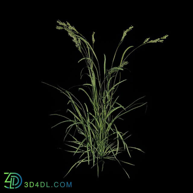 VizPark Real Grass Dactylis glomerata v1