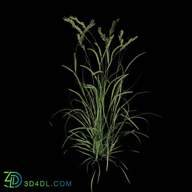 VizPark Real Grass Dactylis glomerata v2