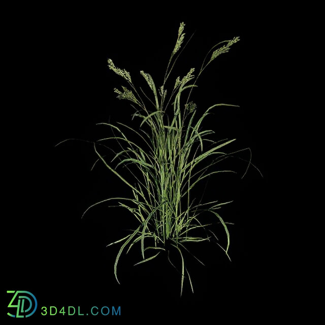 VizPark Real Grass Dactylis glomerata v3