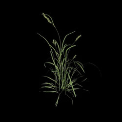 VizPark Real Grass Dactylis glomerata v4 
