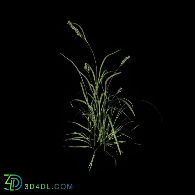 VizPark Real Grass Dactylis glomerata v4