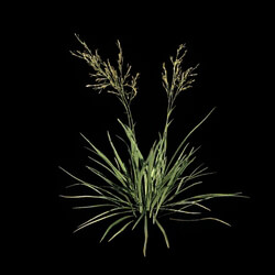 VizPark Real Grass Festuca baffiniensis v1 