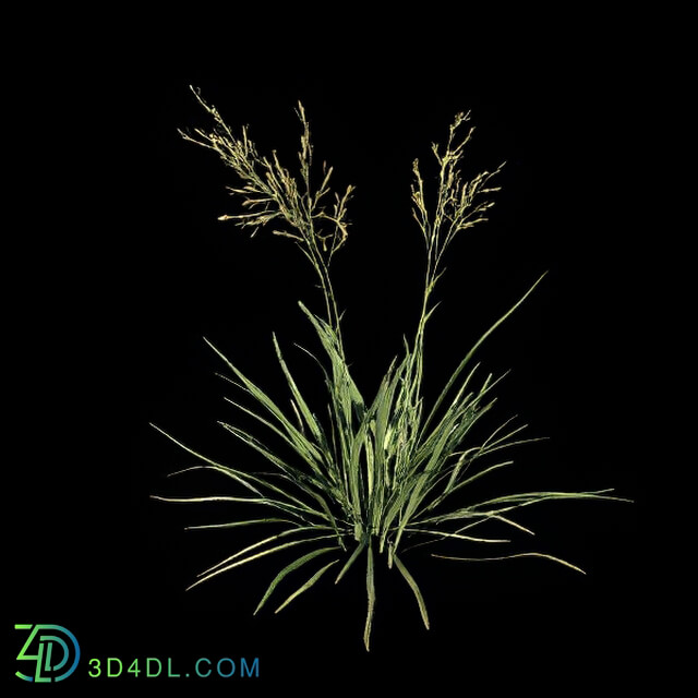 VizPark Real Grass Festuca baffiniensis v1