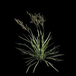 VizPark Real Grass Festuca baffiniensis v2 