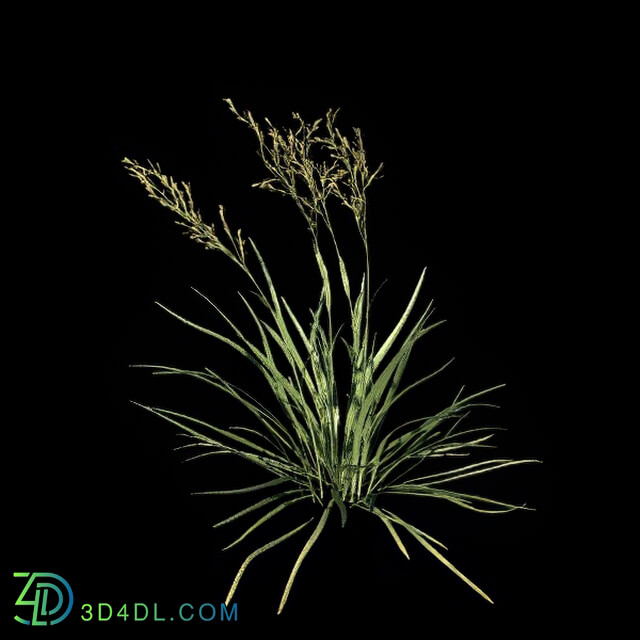 VizPark Real Grass Festuca baffiniensis v2