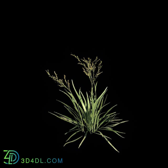 VizPark Real Grass Festuca baffiniensis v3