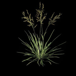 VizPark Real Grass Festuca baffiniensis v4 