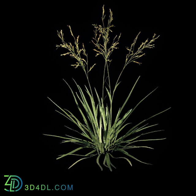 VizPark Real Grass Festuca baffiniensis v4