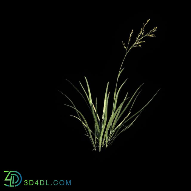 VizPark Real Grass Festuca baffiniensis v5