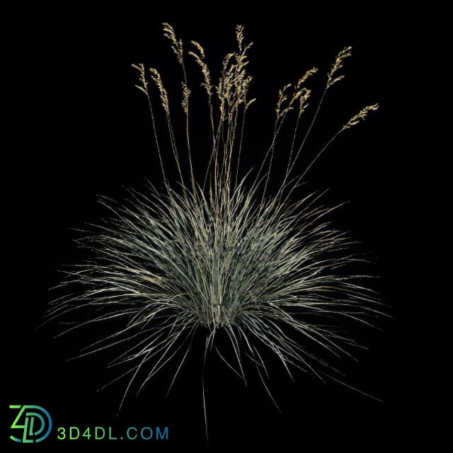 VizPark Real Grass Helictotrichon sempervirens v3