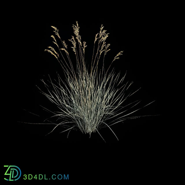 VizPark Real Grass Helictotrichon sempervirens v5
