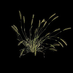 VizPark Real Grass Hordeum murinum v1 