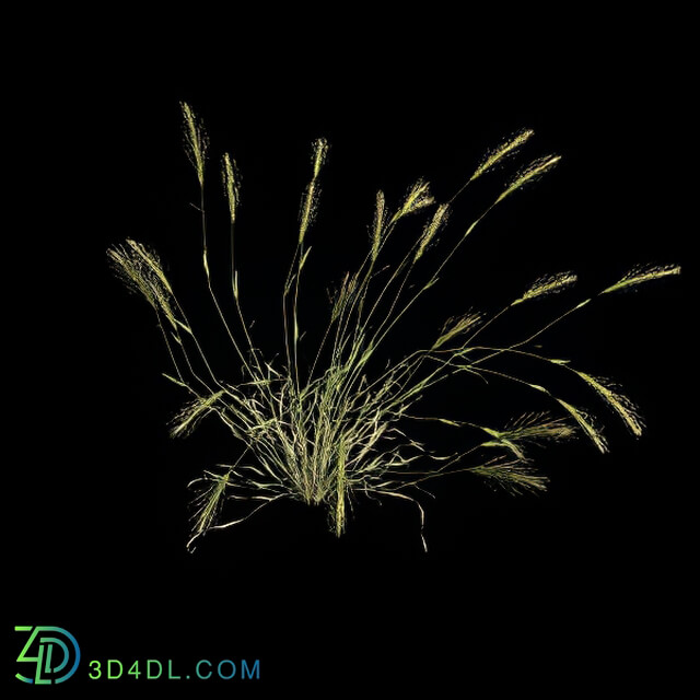 VizPark Real Grass Hordeum murinum v1