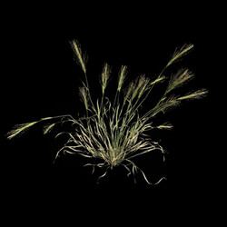 VizPark Real Grass Hordeum murinum v3 