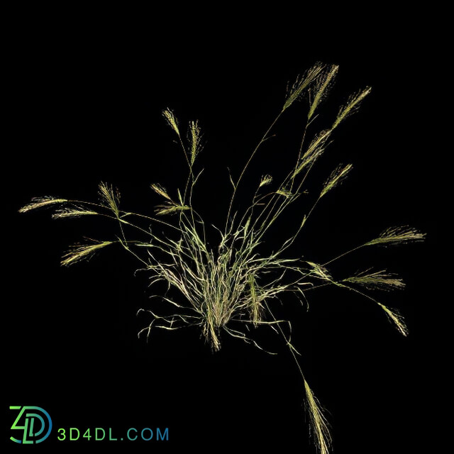 VizPark Real Grass Hordeum murinum v4