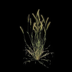 VizPark Real Grass Hordeum murinum v5 