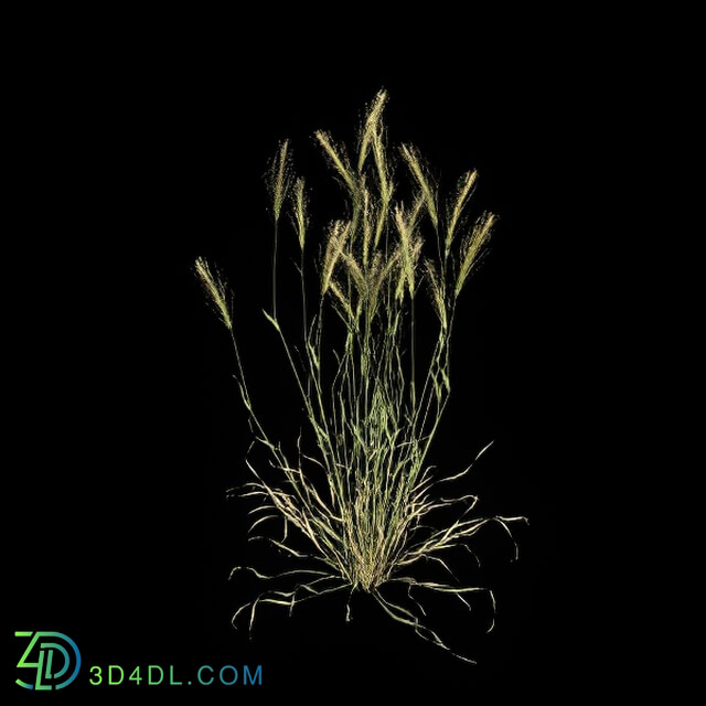 VizPark Real Grass Hordeum murinum v5