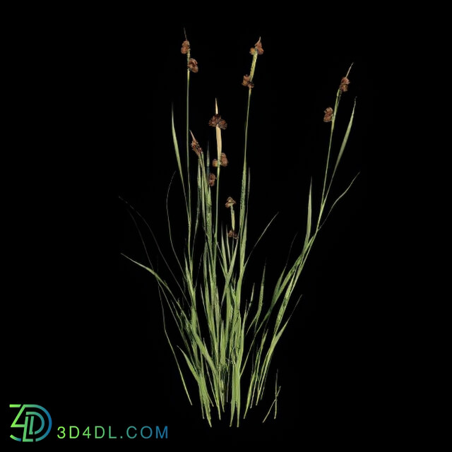VizPark Real Grass Juncus ensilfolius v5