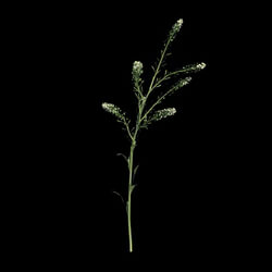 VizPark Real Grass Lepidium viginicum v1 