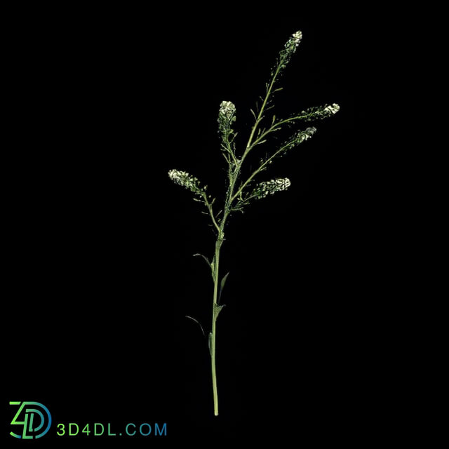 VizPark Real Grass Lepidium viginicum v1