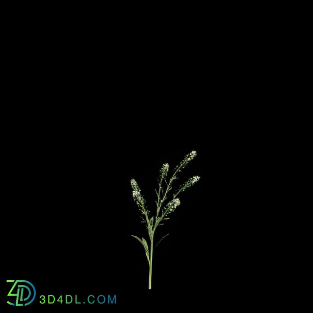 VizPark Real Grass Lepidium viginicum v2