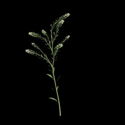 VizPark Real Grass Lepidium viginicum v3 