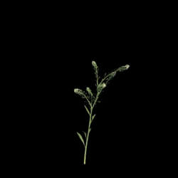 VizPark Real Grass Lepidium viginicum v4 