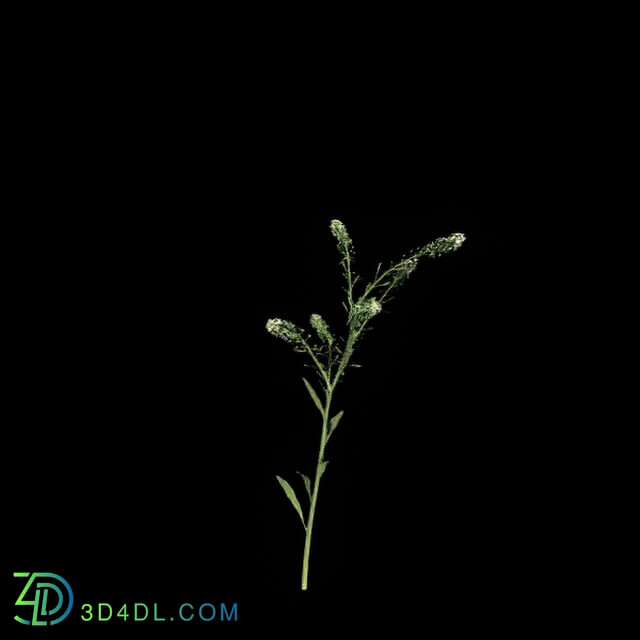 VizPark Real Grass Lepidium viginicum v4