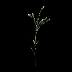VizPark Real Grass Lepidium viginicum v5 